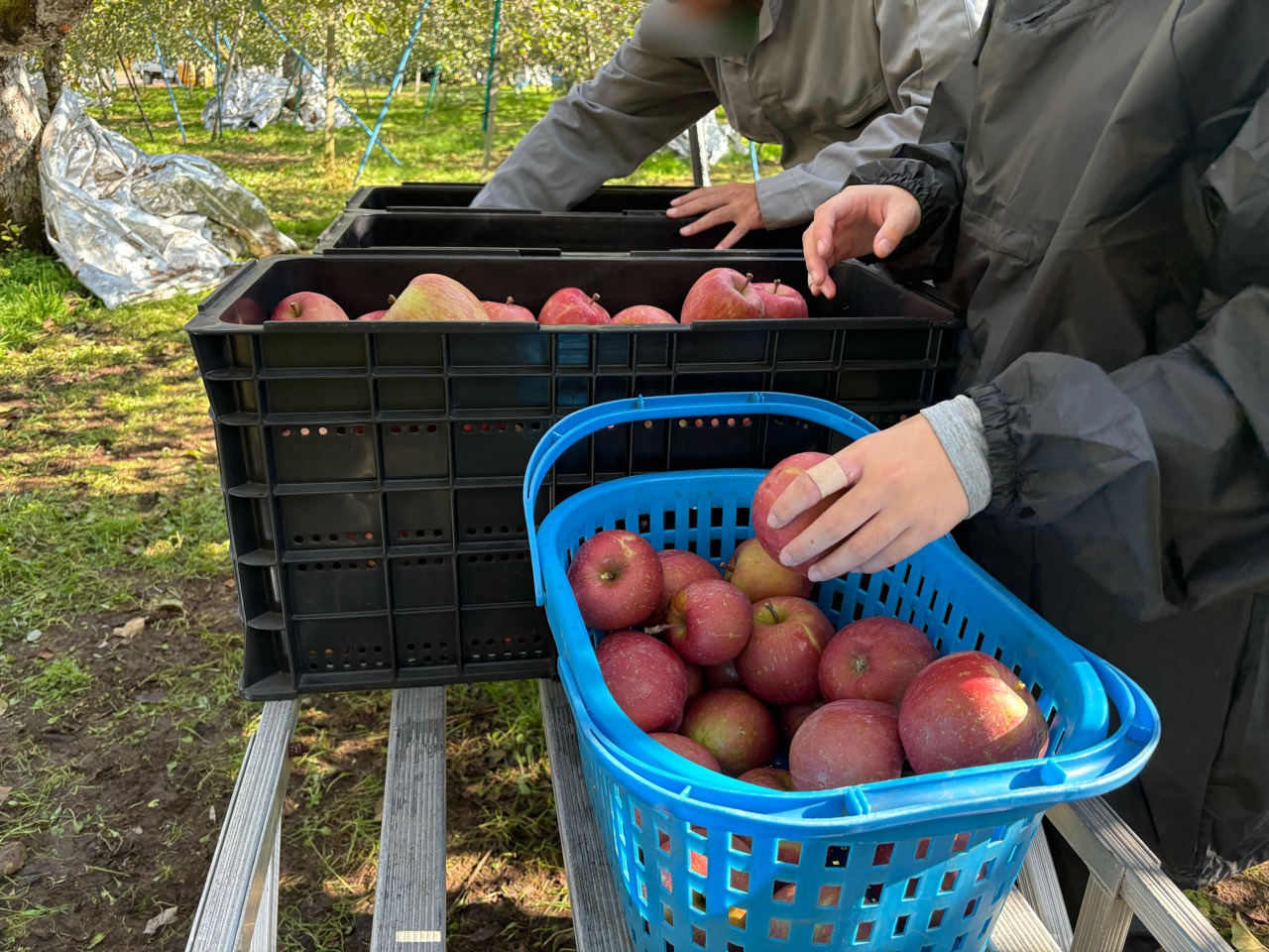 りんご園で、収穫したりんごをかごからコンテナへ移す手元